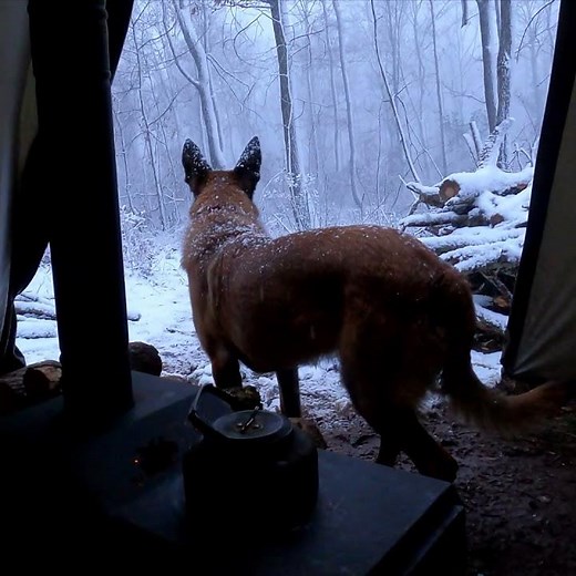4 Days WINTER CAMPING in Blizzard With My Dog, Nature Movie #survival #bushcraft #outdoorcooking
