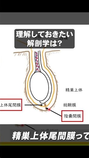 What Anatomy Should You Understand Before an Orchiectomy?