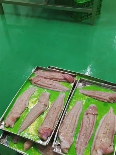 Proses penyusunan fillet lele AFCO sebelum masuk ke mesin Air Blast Freezer (ABF) sangat krusial untuk memastikan pembekuan yang cepat, merata, dan menjaga kualitas daging ikan. ABF bekerja menggunakan sirkulasi udara dingin ekstrem (-35°C hingga -40°C). Teknik Penyusunan di Tray (Nampan ABF) : 1. Posisi Rata (Flat): Susun fillet lele dalam posisi rata (flat) di atas tray stainless steel atau nampan khusus ABF. 2. Tidak Tumpang Tindih (No Overlapping): Jangan menumpuk atau menumpuk fillet terlal