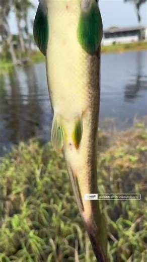 Bowfin with snakehead markings! #fishing #floridafishing #bowfin #mudfish #snakehead