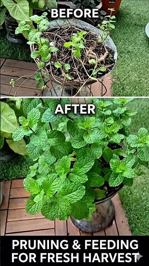 Secret to Growing Infinite Mint at Home! ✨