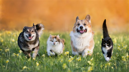 Animal hoarding explained: Inside the psychology and how to help