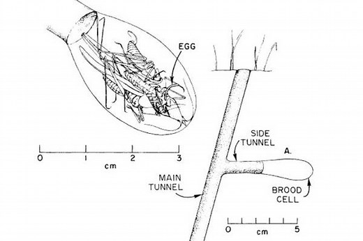 Michigan insects in the garden – Week 6: Great golden digger wasp