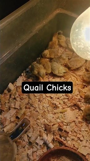 Button Quail Chicks Hatched 🐣 | Tiny & Cute Baby Quails