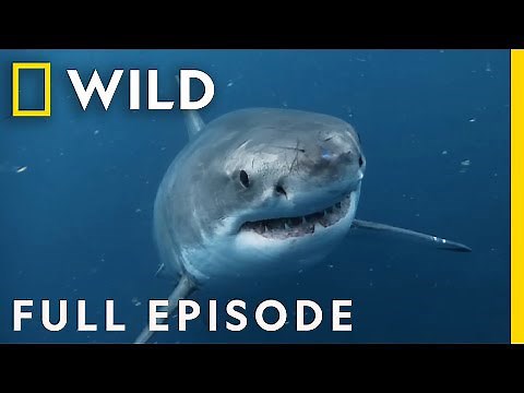 Killer Shark vs Killer Whale (Full Episode) | Nat Geo Wild