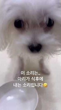 아기강아지 아리 맘마먹는 소리