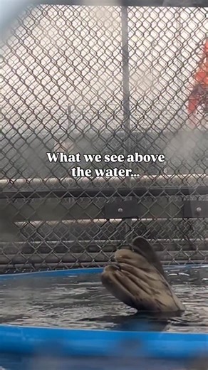 POV: you’re doing a handstand in the pool and your mom still hasn’t rated it yet. 😒 No one loves the pool window as much as Golden does! #MarineMammalRescue #RescueRehabRelease #SealPup | Vancouver Aquarium Marine Mammal Rescue Society