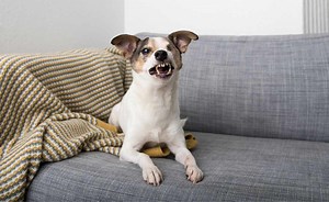 Is Your Dog Growling? Here’s What They’re Really Trying To Say - Canine Journal