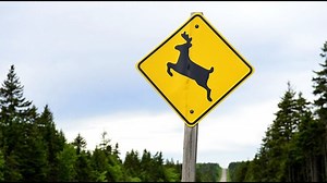 ‘Deer can’t read signs’ DOT officials remind Iowa drivers