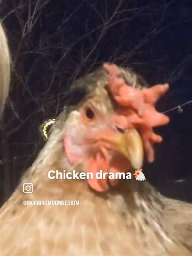 I said I was an animal communicator, not a chicken referee 🐔🐔🐔 #animals #chickensoftiktok #chicken #mediumship #medium