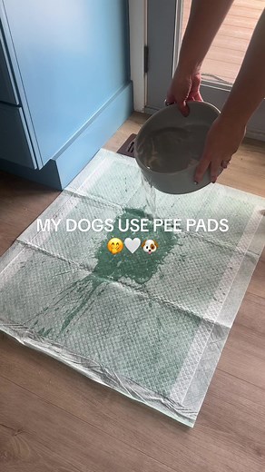 Training Adult Dogs to Use Pee Pads Effectively