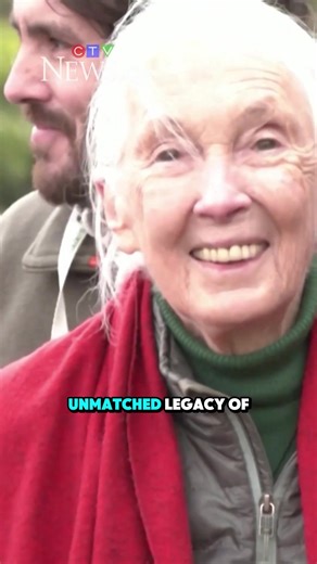 Dr. Jane Goodall — the pioneering British primatologist, ethologist, and conservationist — has passed away at the age of 91, leaving behind a timeless legacy of compassion, science, and hope. From her groundbreaking research in the 1960s at Gombe Stream National Park, Jane revealed that chimpanzees use tools, forever changing how humanity understands animals and our connection to them. Her discoveries redefined primatology and showed the deep emotional and social bonds shared among chimpanzees. 