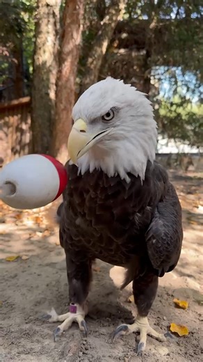 Recently, keepers noticed our bald eagle, Petry, was not sounding and eating like his normal self. After various tests and x-rays, two lead pieces were found inside him. Petry most likely ingested the lead after eating a wild animal that had wandered into his habitat. Thanks to the quick reaction and diligent work of our animal care and veterinary care teams, Petry is healthy and back on habitat doing what he loves to do! As Dr. Hurst mentions in the video, the x-ray machine played a critical ro