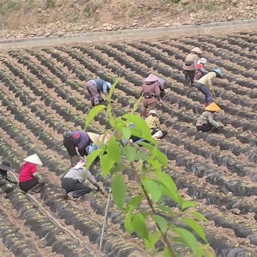 Last spring cabbage planting