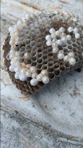 How to get a pet wasp!