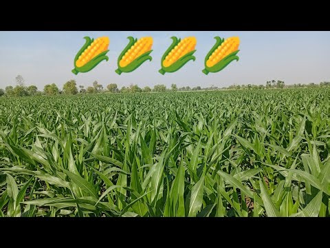 Visit The Field of Maize Crop | Corn Crop Field | Agriculture Channel