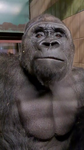 Listen to this happy #gorilla #grumble . #gorillas have lots of different vocalisations for different emotions. #asmr #mukbang #food #fypage #fyp