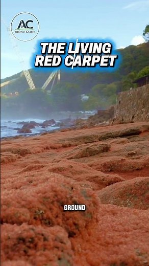 The Craziest Animal Migration on Earth!