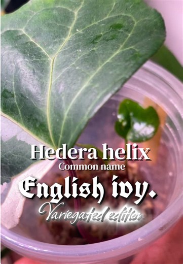 I found my first variegated plant in the wild! This was such a great experience seeing as I was able to promote the variegation through the new shoot! It’s like Pokemon Shiny hunting plus shiny propagate/breeding! Follow me for the journey of this wild variegated Ivy! #plants #plantsoftiktok #rareplant #variegatedplants #viralvideo