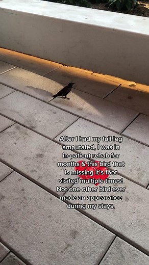 Bird Visits Amputee During Rehabilitation | Heartwarming Story