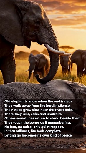 828K views · 23K reactions | Brilliant Future on Reels | Facebook