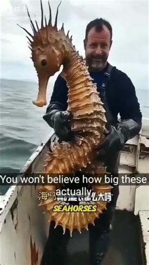 Giant Seahorse Caught in the Ocean 😱Fisherman Catches a Massive Seahorse!Unbelievable Giant Seah