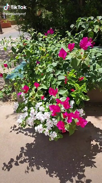 Bougainvillea Pronunciation Guide