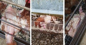 Cost-saving prompting increasing cruelty in poultry industry