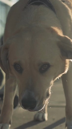 We are Feeding Pets of the Homeless and we are here to provide food and veterinary care to pets who live with owners without homes. Thanks to our supporters and Baby Doge Coin , we can help more pets every day! If you would like to donate or learn more, please visit petsofthehomeless.org | Feeding Pets of the Homeless