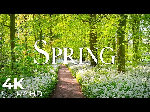 Switzerland in Full Bloom 🌷 Picturesque Spring Landscapes from Zurich to the Alps