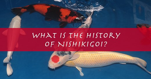 What is a Nishikigoi? - Koi Fish History Explained, Meaning, & Japanese Significance