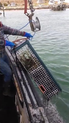 Hauling Up A Lobster Trap 2020