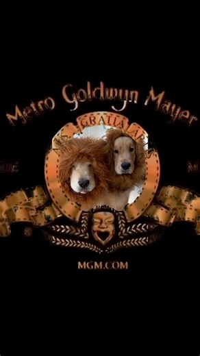 Hey, @mgmstudios! If your mascot ever needs a break, let us know. We’d be happy to fill in. 🦁🦁 #dailyfluff #dogmeme #funnydogs #goldenretriever #cutedogs #ilovemydog #trend | Chase n Chester