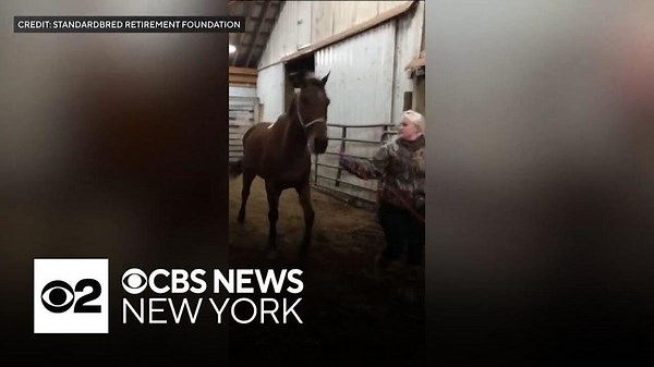 Heroic NYPD mounted horse seen in action last week has quite a history