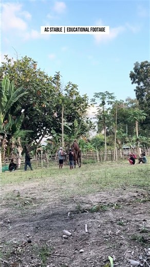 Eps 13 | Natural Horse Breeding Process | AC Stable Documentary #pets #horse #animals #cavalos #fyp