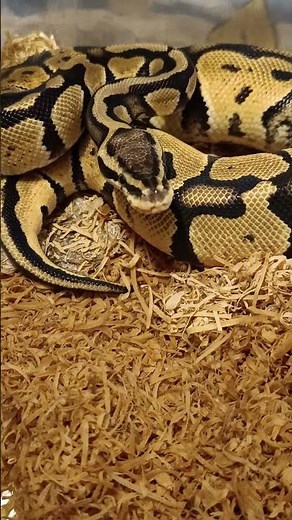 ⭐ Fire Orange Dream Ball Python | Morph Highlight & Visual Breakdown