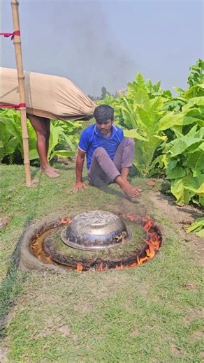 ,The cow comes running.