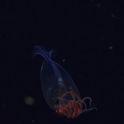 In 1925, scientists first described the colossal squid, the largest invertebrate on Earth. Exactly 100 years later, in March 2025, this elusive sea creature was caught on camera in its natural habitat for the first time ever. While specimens have been spotted at the surface of the ocean by fishing boats, nobody had ever seen a colossal squid in the deep sea until a remotely operated submersible captured footage of a juvenile about 2,000 feet below the surface near the South Sandwich Islands. Whi