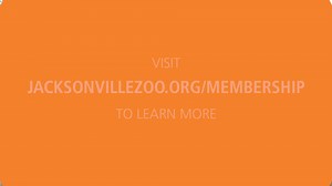 3.8K views · 97 reactions | What's included with an annual Jacksonville Zoo and Gardens membership? Become a member today: https://www.jacksonvillezoo.org/membership | Jacksonville Zoo and Botanical Gardens | Facebook