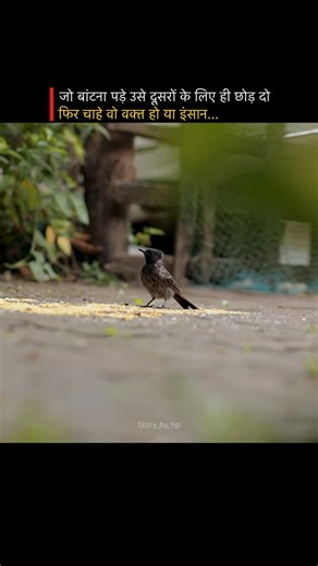 Story_by_hp on Instagram: "💯 . . . . . . . . . . . . . . . . . #story_by_hp#explorepage #explore #birdsonearth #birds #quotes #hindiquotes #motivação #motivational #village #home #birdslover #fyp #fypage #canon #vn"