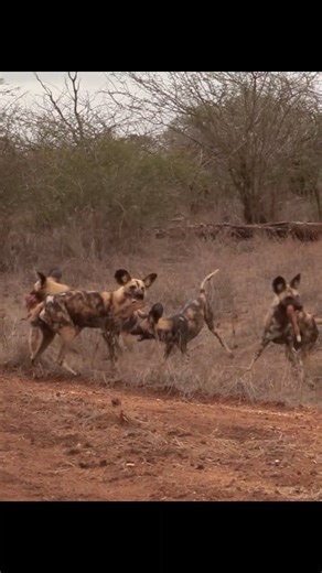 Wild dogs hunting and ripping apart an impala within seconds! | NL Liones AS