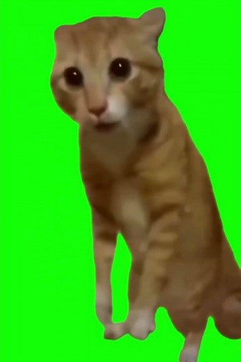 Cat Screaming and Standing Up meme - Green Screen