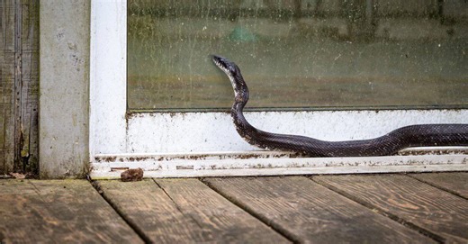 Avoid These Scents If You Don’t Want Snakes in Your Yard