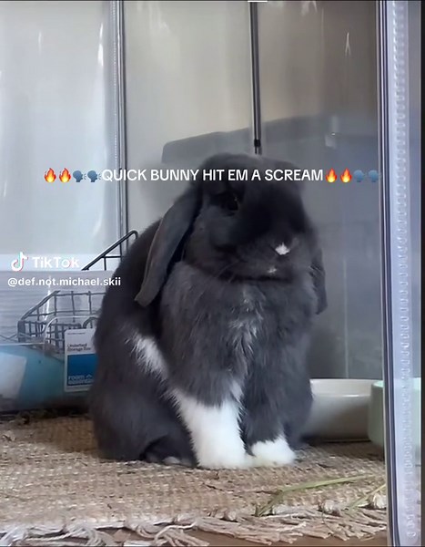 Bunny Scream Compilation: Hilarious Rabbit Reactions