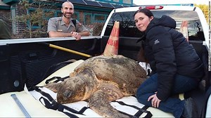 More Than 100 Sea Turtles Found Dead Off Cape Cod