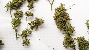 Hemp processing in Tennessee