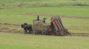 The Amish Way of Making Hay