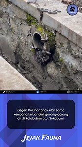 674K views · 9.6K reactions | Puluhan anak ular sanca kembang...