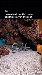 Juvenile spotted drum fish have long black-and-white fins that help them blend into their surroundings by mimicking drifting debris, Their fins are unique to juveniles and disappear as they mature. These five were filmed at Paradise Reef in Cozumel. | AKVARYUM Bilgi Paylasim
