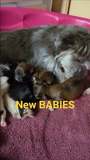 Morkie-Poo babies #dog #puppy #puppies #doggielife #postpartum #newmom #morkie #morkiepuppy #dogs